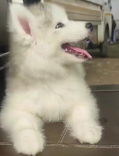 Purchase KCI Registered Siberian Husky Puppy from Jaipur